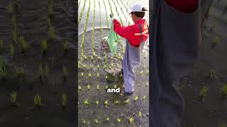 Baby Crabs in Rice Fields A Natural Partnership  STBossEn [upl. by Young]