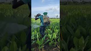 Spraying fungicides  21082024 agriculture farming plants shorts [upl. by Wobniar]