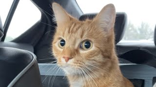 Traveling 7 Hours With an Orange Cat [upl. by Atinal]