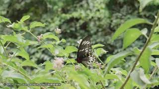 Troides Ornithoptera priamus richmondia [upl. by Emmalyn98]