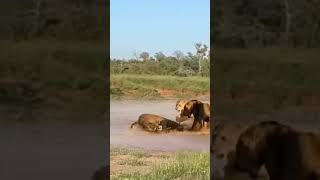 Two Lions try to catch crocodile [upl. by Gelya]