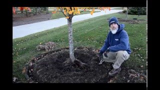 Performing a Root Excavation with Bruce our Good Nature Arborist [upl. by Able952]