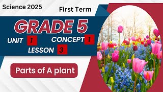 Parts of A plantحل تدريبات واسئلة المعاصر Science grade 5First Term unit 1concept 1Lesson 3 [upl. by Nomis]