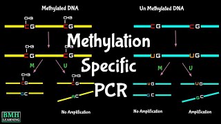 Methylation Specific PCR  MSPCR  MS PCR  Bisulfite Sequencing [upl. by Aerdnaed]