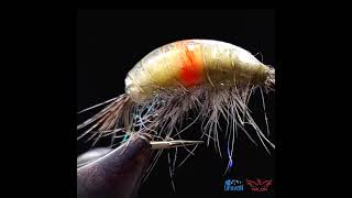 Heavy weight infected Gammarus fly pattern  Show case fly tying short flytying flyfishing [upl. by Yeldarb]