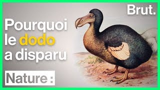 Pourquoi le dodo a disparu [upl. by Salene658]