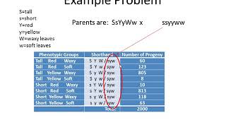 Genetics Tutorial Determining Gene Order for 3 point linkage mapping [upl. by Claudia]