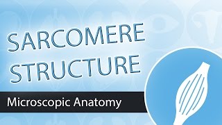 The Sarcomere Structure and Components [upl. by Katina531]