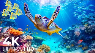 Under Red Sea 4k  Amazing Underwater World of the Red Sea  Sea Animals for Relaxation  Video 4k [upl. by Ellevehs]