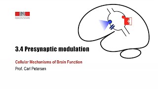 34 Presynaptic modulation [upl. by Manley659]