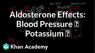 Aldosterone raises blood pressure and lowers potassium  NCLEXRN  Khan Academy [upl. by Banquer646]