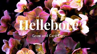 Hellebore Grow and Care Tips [upl. by Anada322]