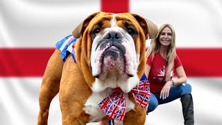 THE ENGLISH BULLDOG  BULL FIGHTER to BRITISH ICON [upl. by Most]