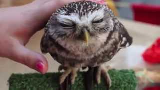 かわいいフクロウ達 funny cute owl [upl. by Irt]