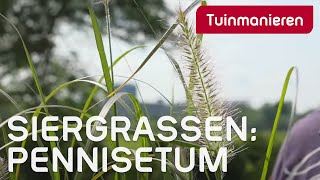 Pennisetum Welke soorten zijn er en hoe snoei je ze  Tuinmanieren [upl. by Meeks820]