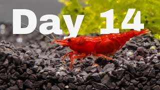 Day 14 Update Planted Shrimp Aquarium  Relaxing Aquarium Video Bangladesh [upl. by Russell]