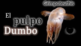 Animales raros El Grimpoteuthis o quotPulpo Dumboquot [upl. by Phionna668]