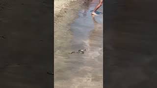 Santa Marinella momenti di panico in spiaggia appare un serpente di grosse dimensioni [upl. by Adirf]