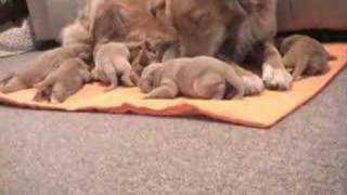 Nova Scotia Duck Tolling Retriever Puppies [upl. by Mutz]