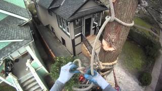 How to rig sections of trunk onto itself  Arborist Rigging techniques [upl. by Pepin691]