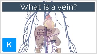 What is a Vein  Human Anatomy  Kenhub [upl. by Charis]