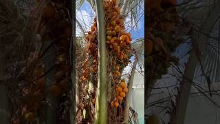 BUTIA CAPITATA PALMIER 🌴 ABRICOTS ABRICOTS EN FOLIE FIN SEPTEMBRE  OCTOBRE santé ÉTÉ INDIEN [upl. by Janine]