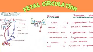 Fetal Circulation [upl. by Aisauqal]