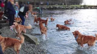 Dozens of Nova Scotia Duck Tollers in 1 place [upl. by Nilcaj]