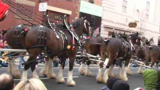 Budweiser Clydesdales  Manassas Christmas Parade 08 [upl. by Vasyuta709]