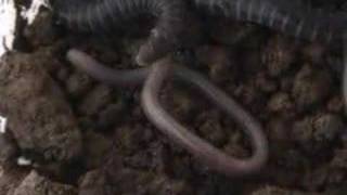 baby caecilians feeding [upl. by Ailgna843]