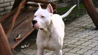 Argentin dog dogo argentino VOLT [upl. by Ellezaj]