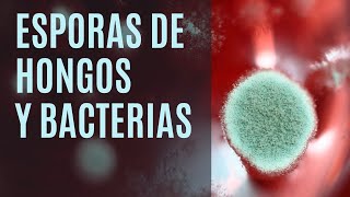 Diferencias entre esporas de hongos y bacterias [upl. by Rento311]