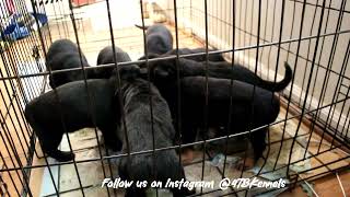 Puppies 1st FeedingPuppy Giveaway  1k subs 4TB puppy Bandog GuardDog HybridDogs [upl. by Sel736]