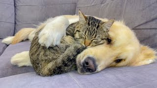 Amazing Love Between Golden Retriever and Cute Cat [upl. by Ellehciram]