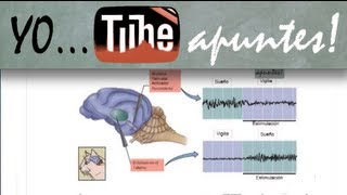 Fisiología del sistema nervioso Sueño EEG [upl. by Napoleon]