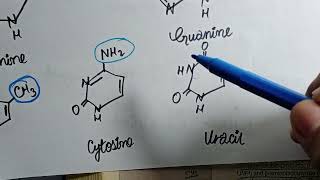 Pyramidines Synthesis amp Degradation  With Related Clinicals  Nucleotide Metabolism [upl. by Allez]