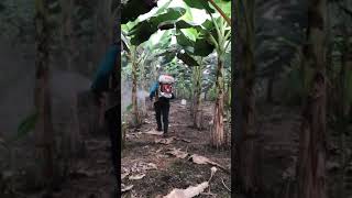 Fertilización foliar y control de Sigatoka Plátano [upl. by Tarryn169]