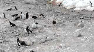 Skua attacks penguin steals chicks and eats them whole graphic [upl. by Annawd]