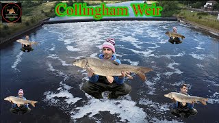 Barbel Fishing River Trent Collingham weir [upl. by Mirabelle336]