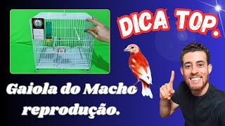 Como preparar a gaiola de um Pintassilgo macho no período de reprodução Veja essa super dica [upl. by Zirtaeb562]