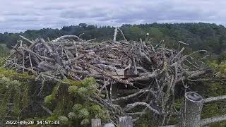 Poole Harbour Osprey Nest Site 2 [upl. by Eeliah507]