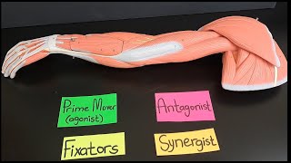 Functions of Agonists Prime movers Antagonists Fixators and Synergists [upl. by Anaib]