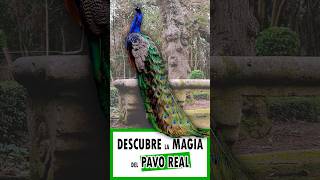 DESCUBRE el cortejo del Pavo Real youtubeshorts viral locoviral peacock pavoreal pavos [upl. by Letitia]