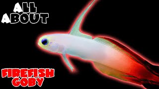 All About The Red FireFish Goby [upl. by Einnahpets171]