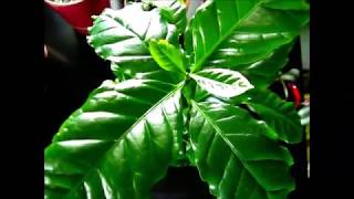 COFFEE PLANT CARE  INDOOR GROWING [upl. by Arodaeht]