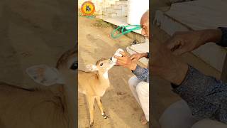 🙏🙏🙏 viralvideo youtubeshorts ytshorts shorts short trending nilgai gauseva cow [upl. by Rhiana954]