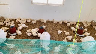 Day 14  100 broiler chicken farming cost 😍🐣  small scale broiler farming business 🐣❤️ [upl. by Hedley257]