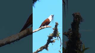 Threewattled BellBird Calling Wincent hzJws bird nature wildlife [upl. by Natsirc]