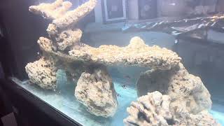 Another Reef Tank Sure 120 gallon captive bred fish reef [upl. by Romano]