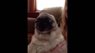 Screaming Drama Pug [upl. by Eidroj397]